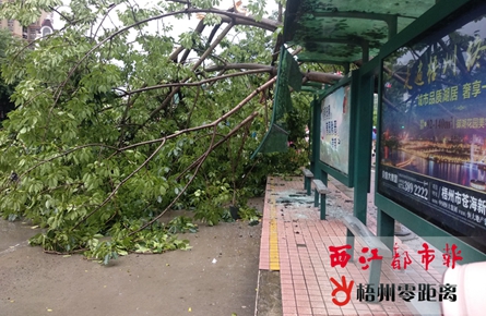 行道樹倒伏砸向公交站臺 數(shù)名市民受傷