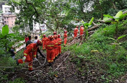 山上樹(shù)木倒伏危及山下居民 