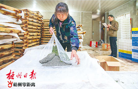 科學養蠶
